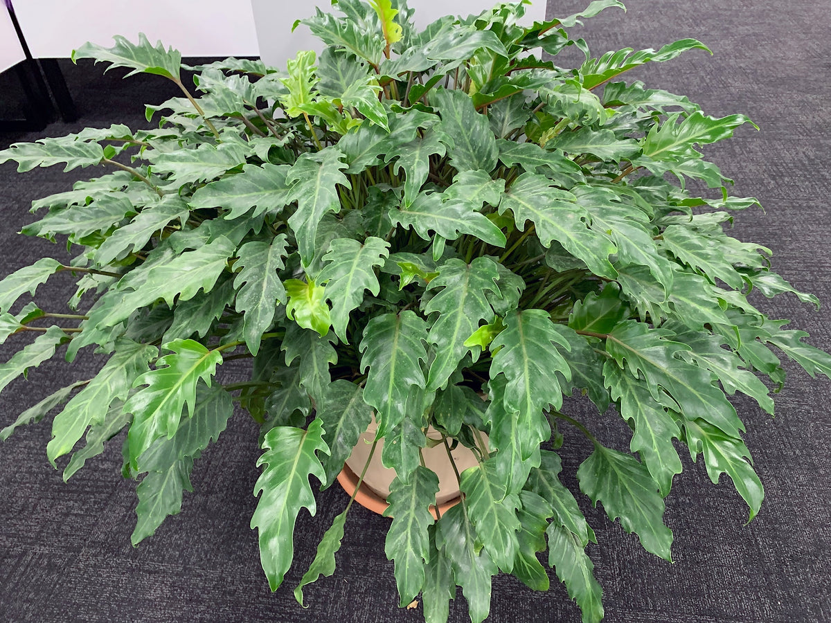 Philodendron xanadu - NEW