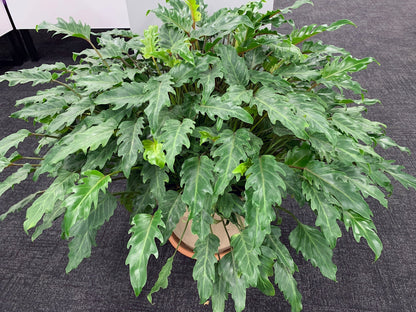Philodendron xanadu - NEW