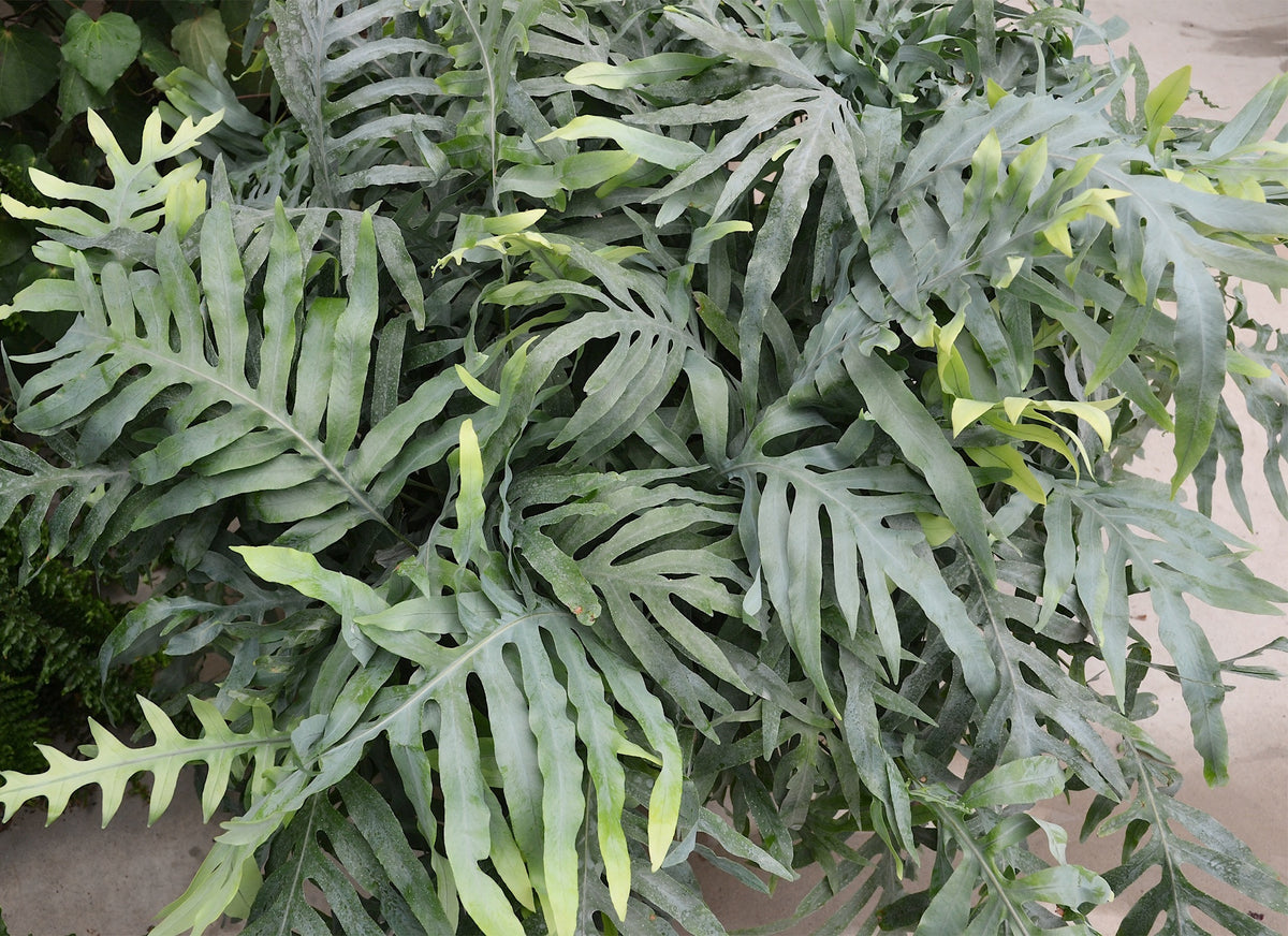 Phlebodium aureum 'Blue Star' - NEW