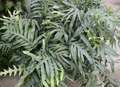Phlebodium aureum 'Blue Star' - NEW