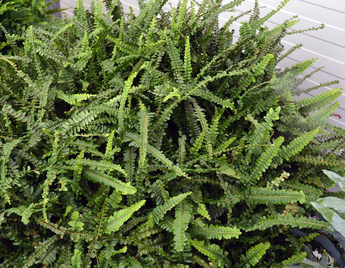 Nephrolepis cordifolia 'Duffi' - NEW
