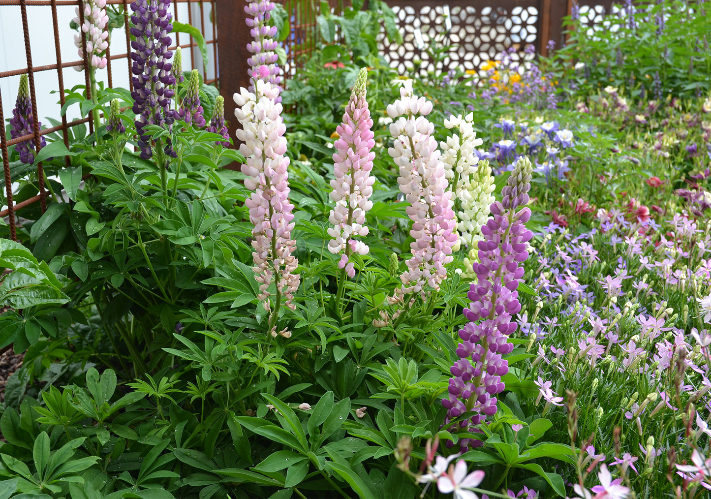 Lupins polyphyllus 'Dwarf Mix Colours' - NEW