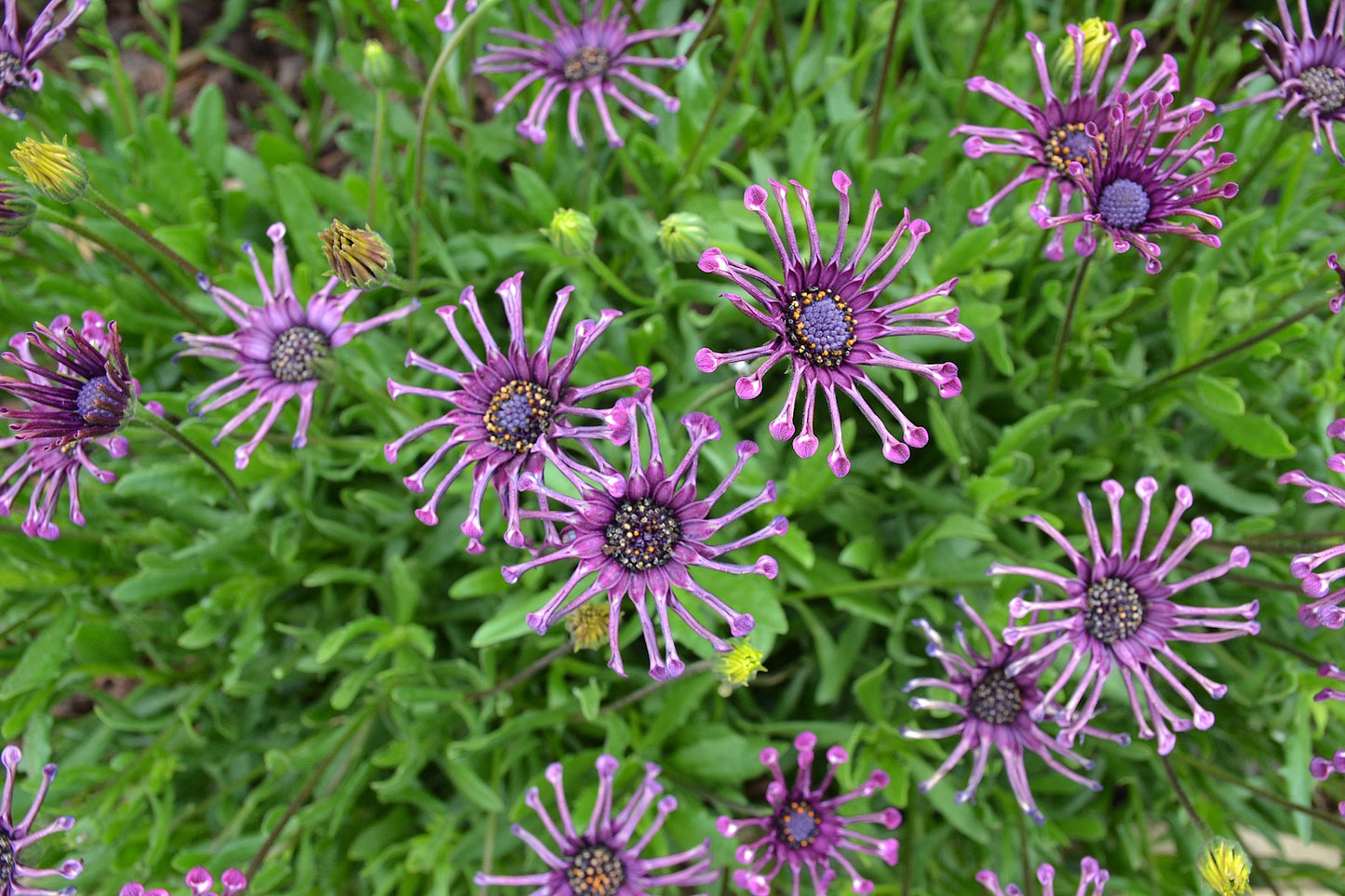 Osteospermum ecklonis 'Serenity Spider Purple' - NEW