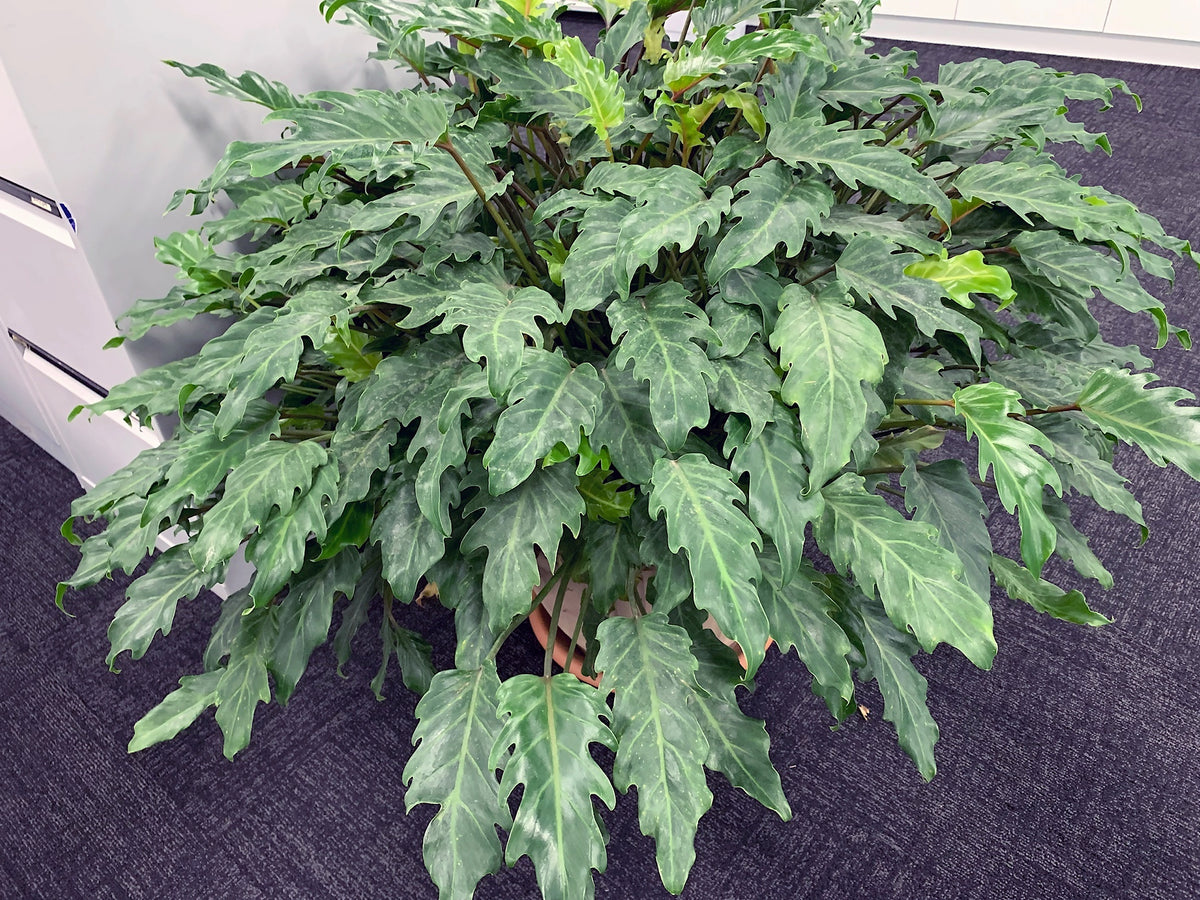 Philodendron xanadu - NEW
