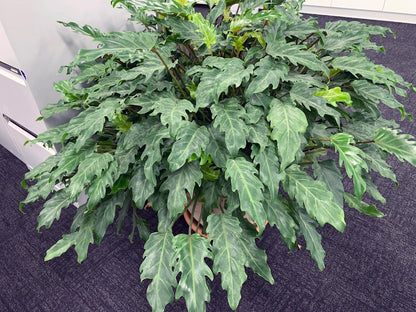 Philodendron xanadu - NEW