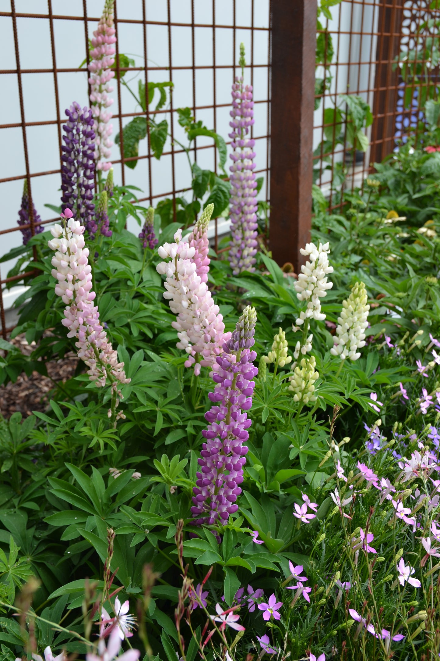 Lupins polyphyllus 'Dwarf Mix Colours' - NEW