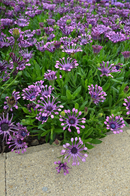 Osteospermum ecklonis 'Serenity Spider Pink' - NEW