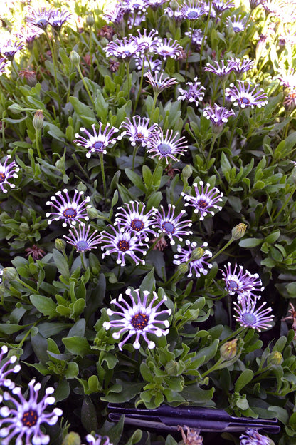 Osteospermum ecklonis 'Serenity Spider White' - NEW