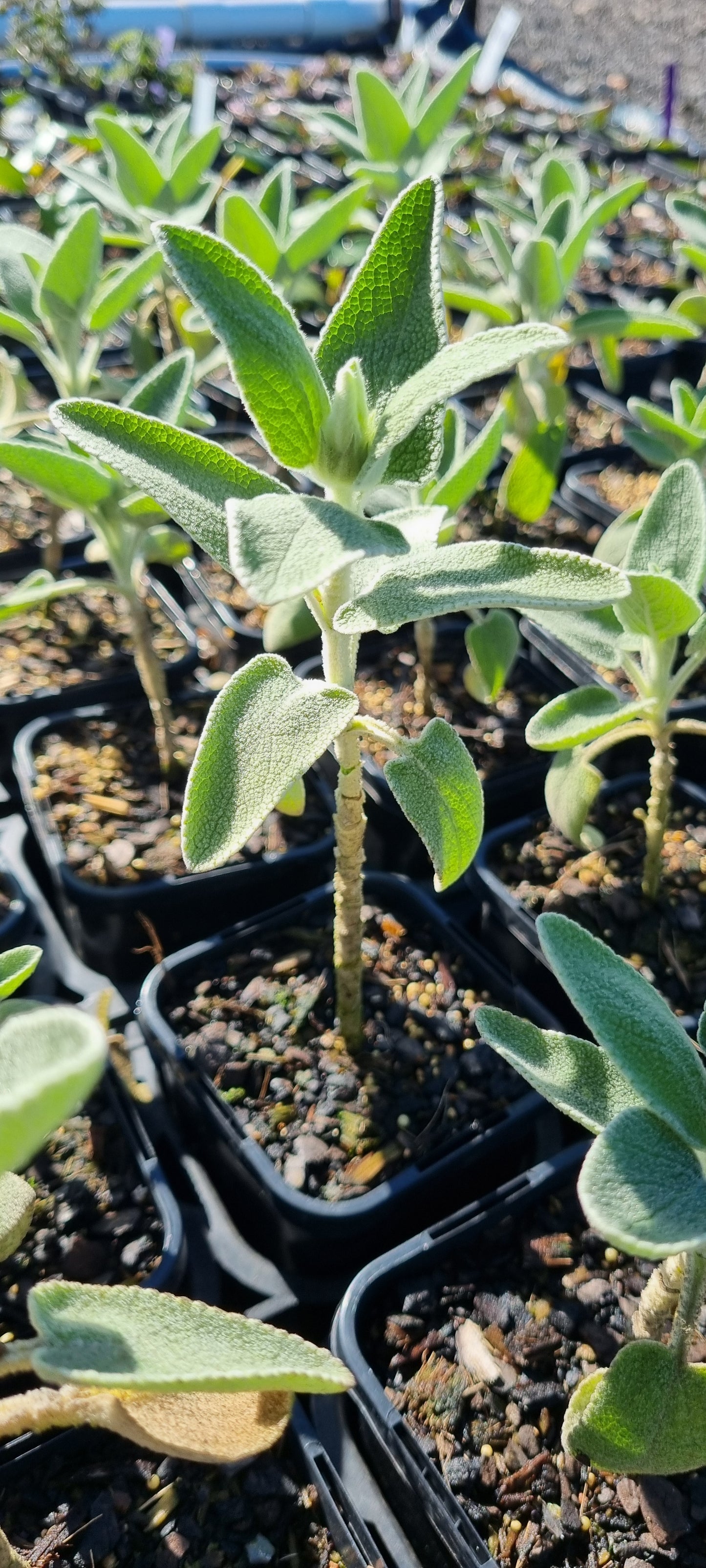 Phlomis purpurea x crinita 'Lemon Bush' - NEW