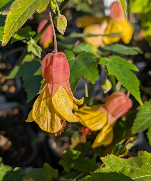 Abutilon megapotamicum 'Honeycomb' - NEW