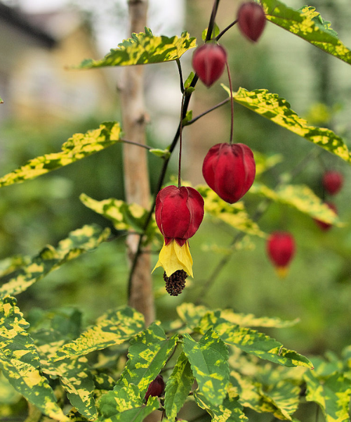 Abutilon megapotamicum 'Variegatum'  - NEW