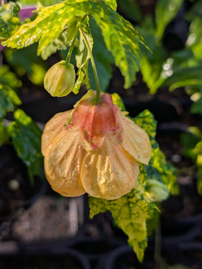 Abutilon megapotamicum 'Variegatum'  - NEW