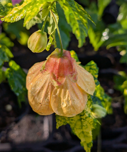 Abutilon megapotamicum 'Variegatum'  - NEW