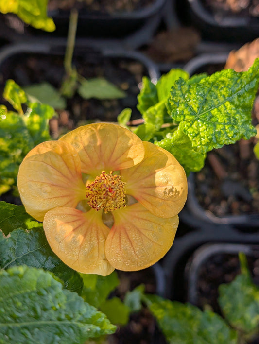 Abutilon megapotamicum 'Variegatum'  - NEW
