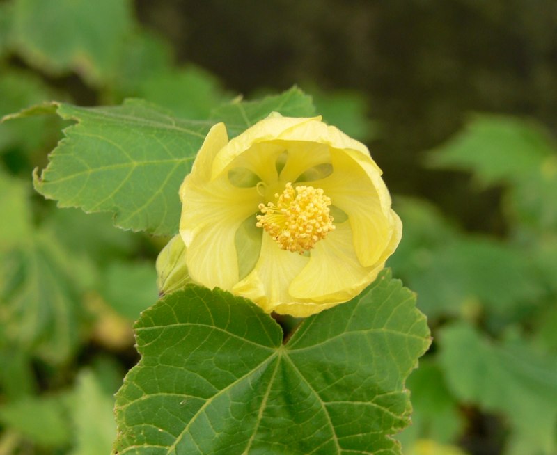 Abutilon x hybridum 'Aurea' - NEW