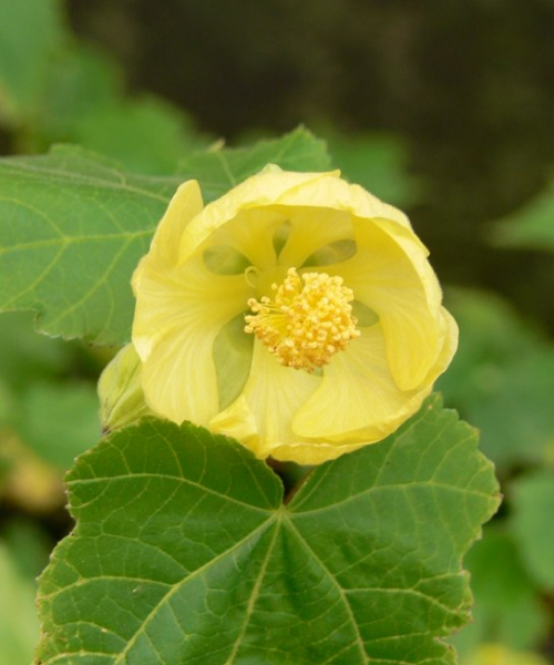 Abutilon x hybridum 'Aurea' - NEW