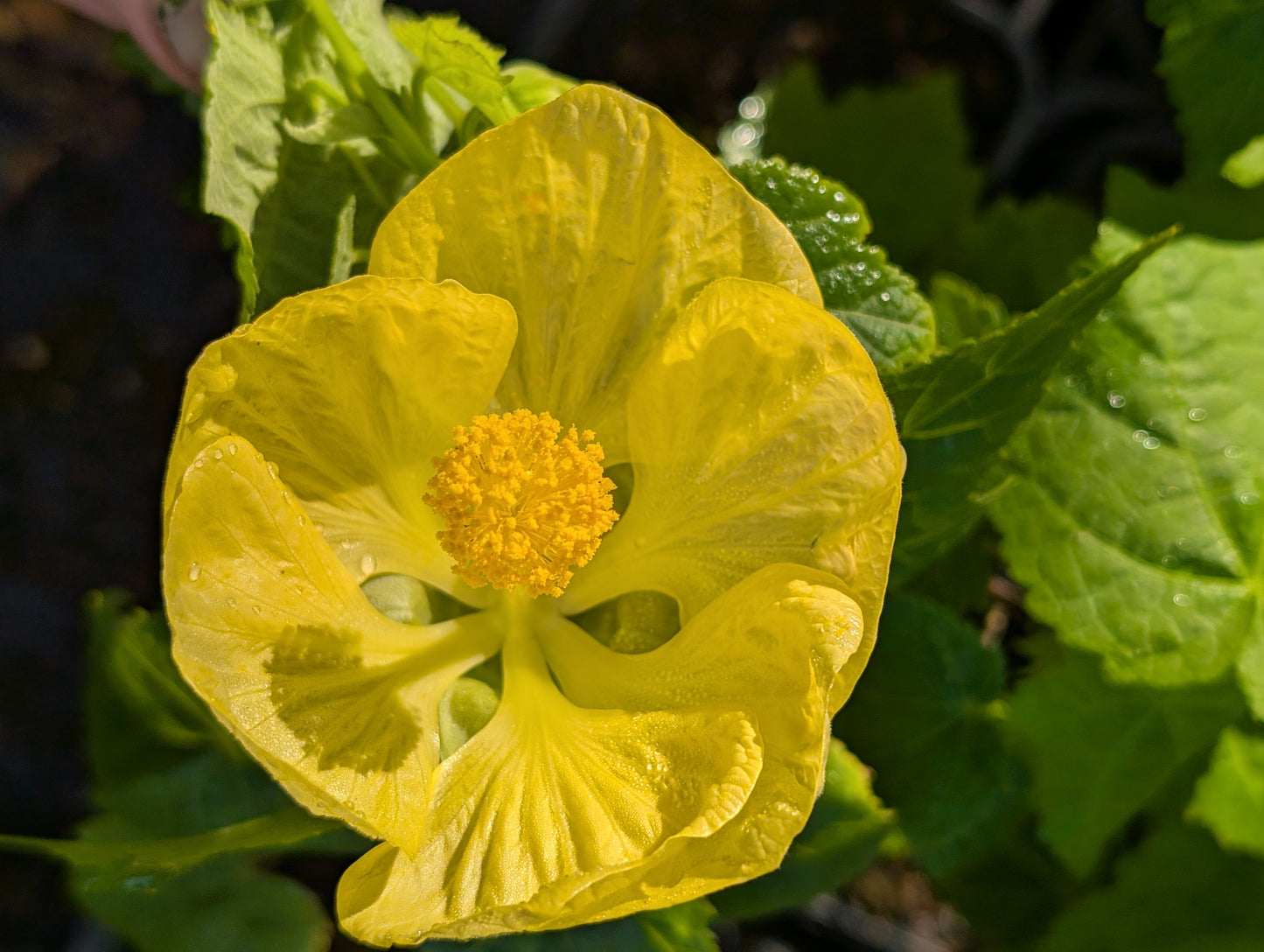 Abutilon x hybridum 'Aurea' - NEW