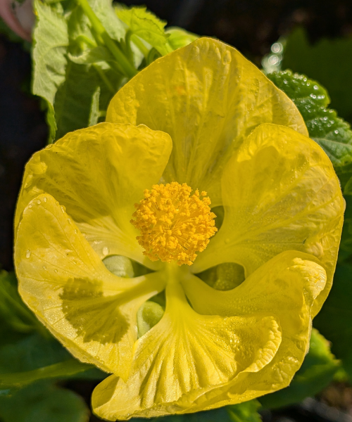 Abutilon x hybridum 'Aurea' - NEW