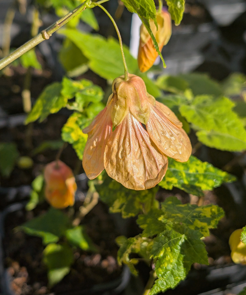 Abutilon x hybridum 'Marble Bell' - NEW