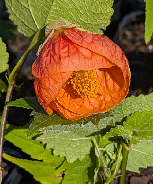 Abutilon x hybridum 'Orange' - NEW