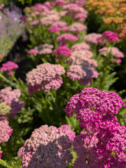 Achillea millefolium 'Colour Burst Pink' - NEW