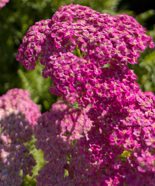 Achillea millefolium 'Colour Burst Pink' - NEW