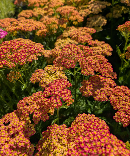 Achillea millefolium 'Colour Burst Salmon Yellow' - NEW