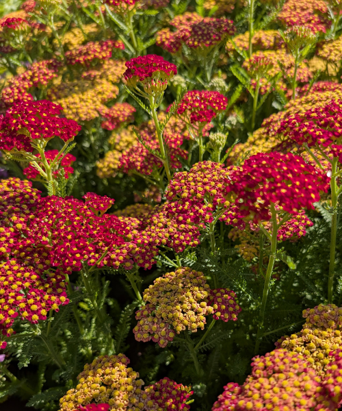Achillea millefolium 'Colour Burst Red' - NEW
