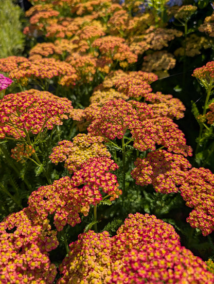Achillea millefolium 'Colour Burst Salmon Yellow' - NEW