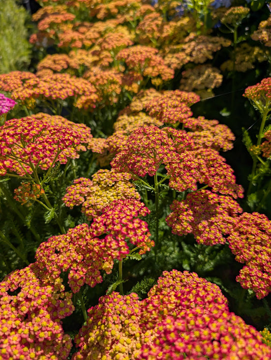 Achillea millefolium 'Colour Burst Salmon Yellow' - NEW