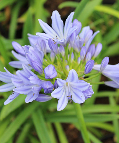 Agapanthus orientalis 'Pitchoune Blue' - NEW