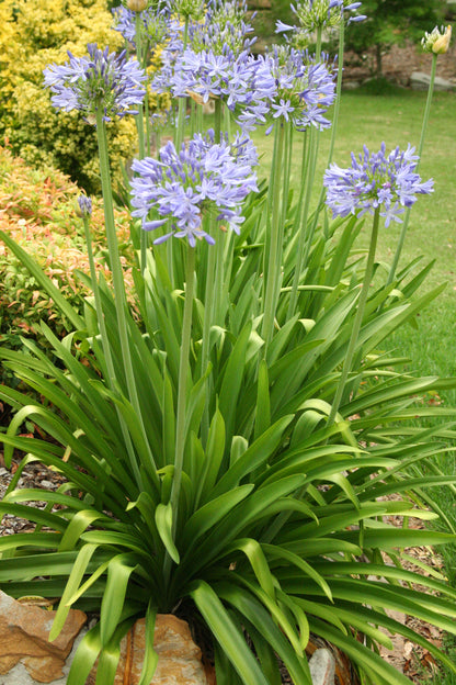 Agapanthus orientalis 'Pitchoune Blue' - NEW