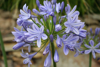 Agapanthus orientalis 'Pitchoune Blue' - NEW