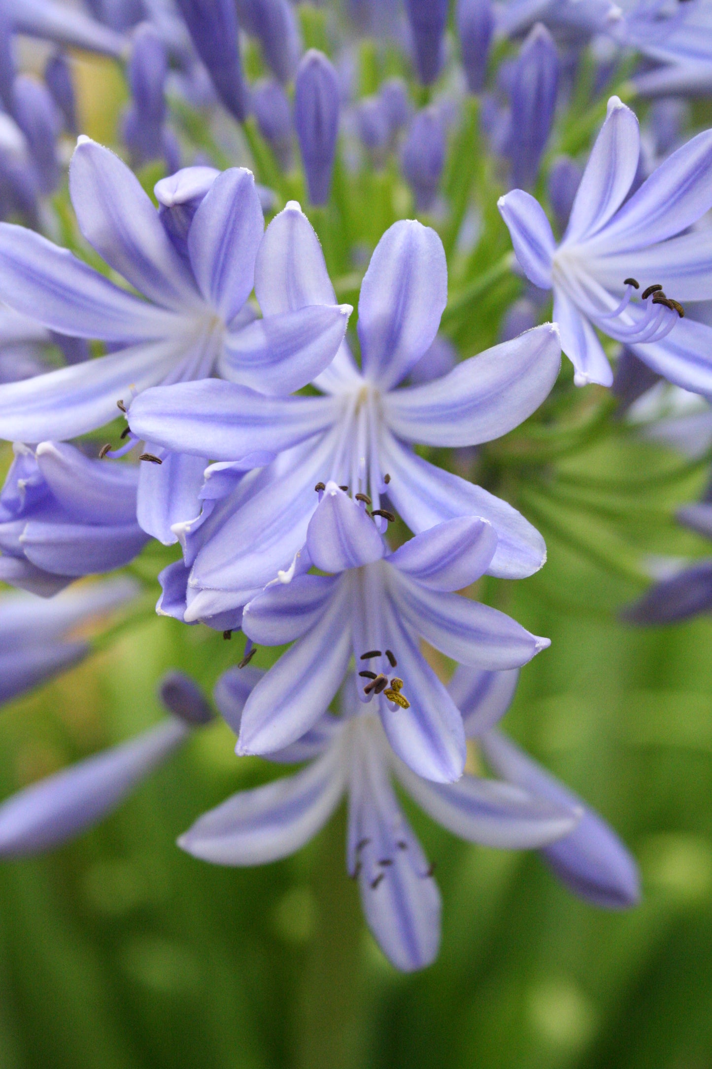 Agapanthus orientalis 'Pitchoune Blue' - NEW