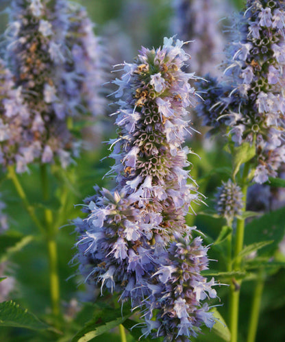 Agastache rugosa X foeniculum 'Blue Fortune'