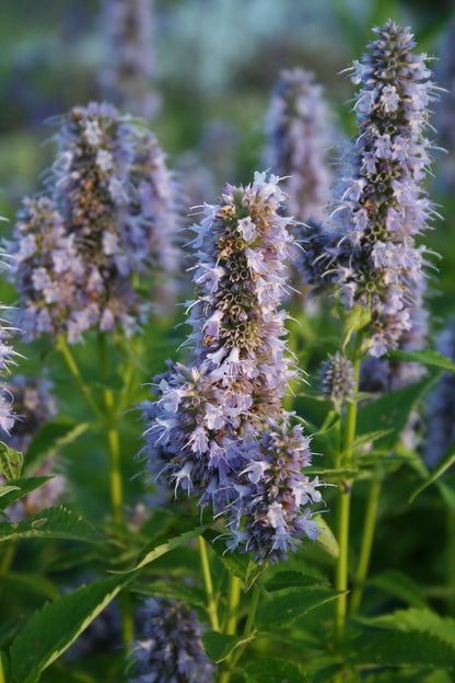 Agastache rugosa X foeniculum 'Blue Fortune'