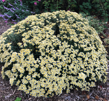 Ajania pacifica 'Bess'