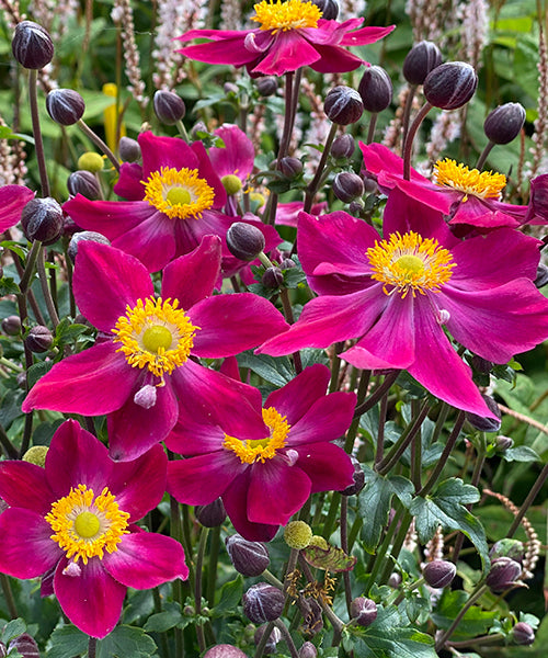 Anemone japonica Fantasy 'Ariel' - NEW