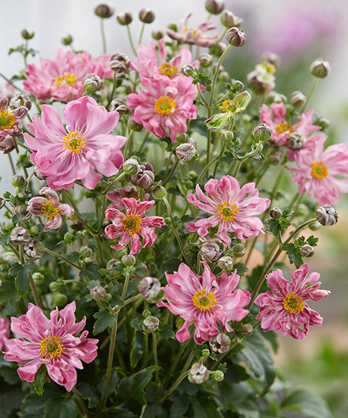 Anemone japonica Fantasy 'Belle'