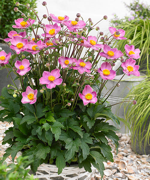 Anemone japonica Fantasy 'Cinderella'