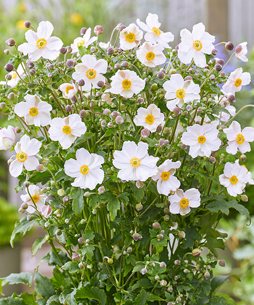 Anemone japonica Fantasy 'Elsa'- NEW