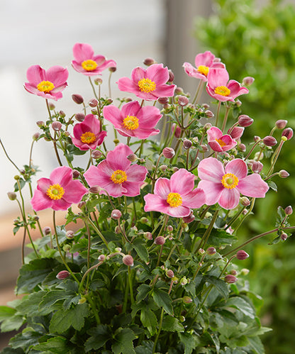 Anemone japonica Fantasy 'Jasmine'