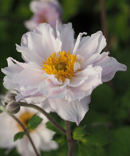 Anemone x hybrida 'Frilly Knickers'