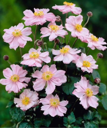 Anemone hybrid 'Queen Charlotte' - NEW