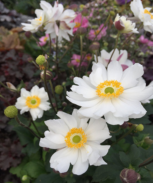 Anemone x hybrida 'Fantasy Snow Angel'