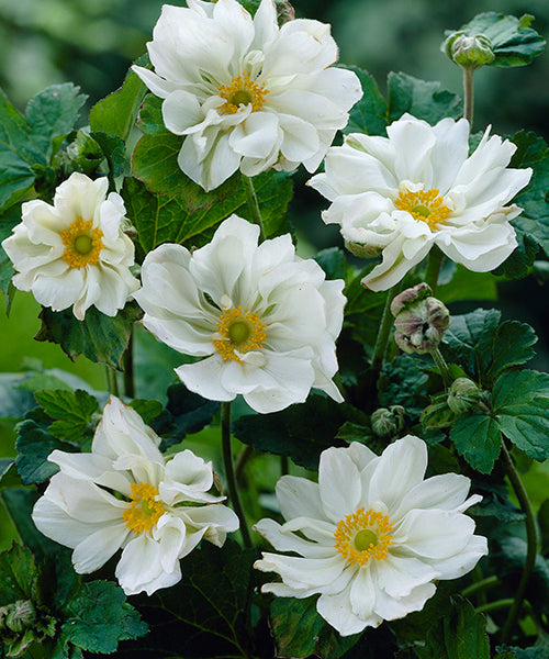 Anemone hybrid 'Whirlwind' - NEW