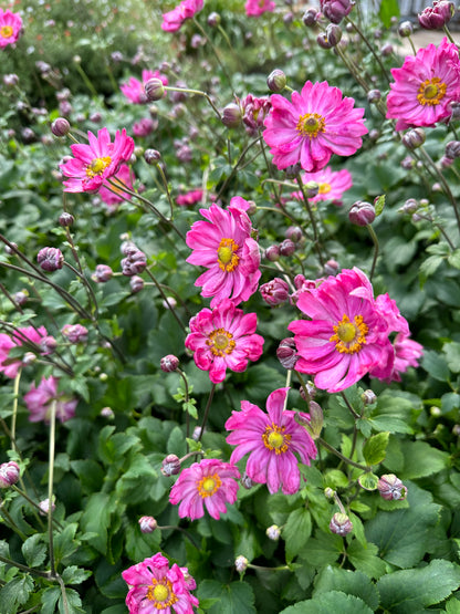 Anemone japonica Fantasy 'Belle'