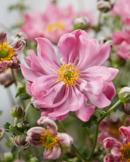 Anemone japonica Fantasy 'Belle'