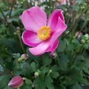 Anemone japonica Fantasy 'Jasmine'