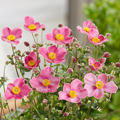 Anemone japonica Fantasy 'Jasmine'